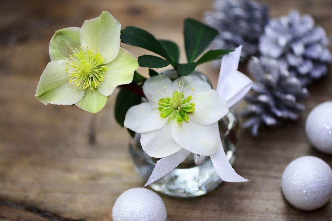Über die Weihnachtstage haben viele Menschen die Christrose gern als Schmuck im Zimmer. Die Topfpflanze kann jedoch später auch nach draußen gepflanzt werden.