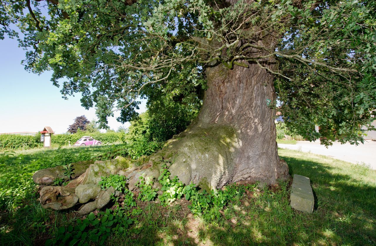 Der Stamm sieht aus wie ein Stiefel! Die Eiche am Emmertshof bei Neuenstein ist rund 750 Jahre alt und auch wegen ihres gewaltigen Stammumfangs ein Hingucker.