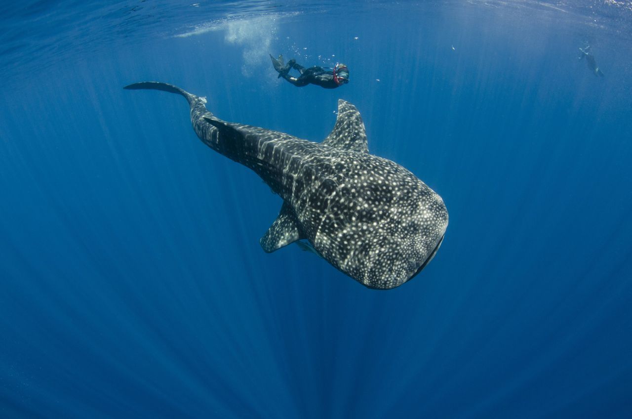 Mit Walhaien tauchen - das ist für viele Menschen ein Traum. Die Ozeangiganten werden bis zu 20 Meter lang.