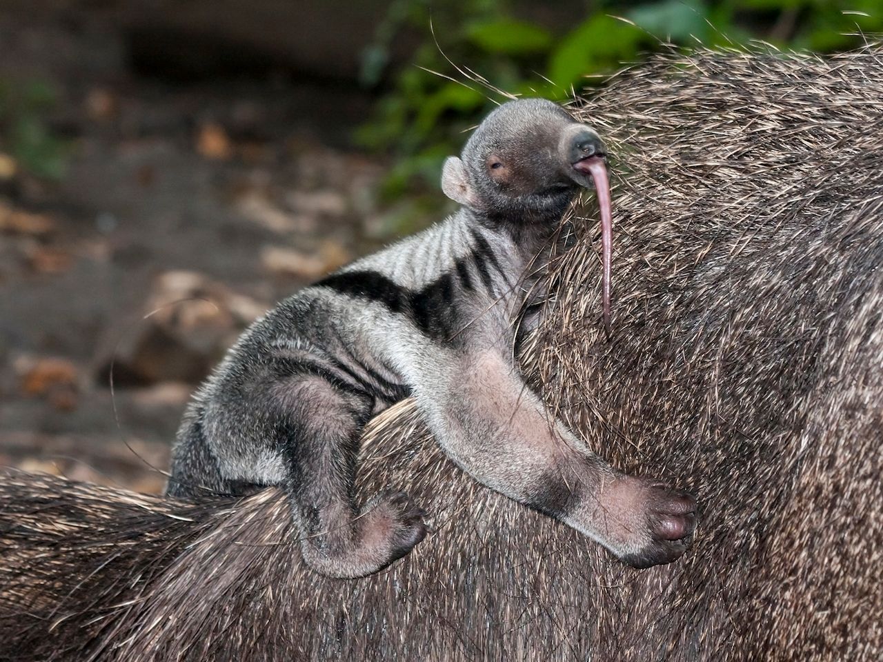 Der Nachwuchs des Großen Ameisenbären bleibt bis zu 9 Monate auf dem Rücken seiner Mutter und klettert nur zum Trinken runter. Die Ameisenbärin legt während des Säugens ihren Schwanz über das Junge, um es zu schützen. 