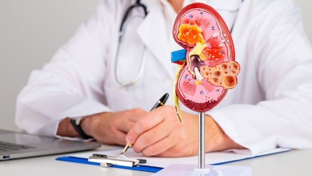 mockup kidney on work desk of doctor