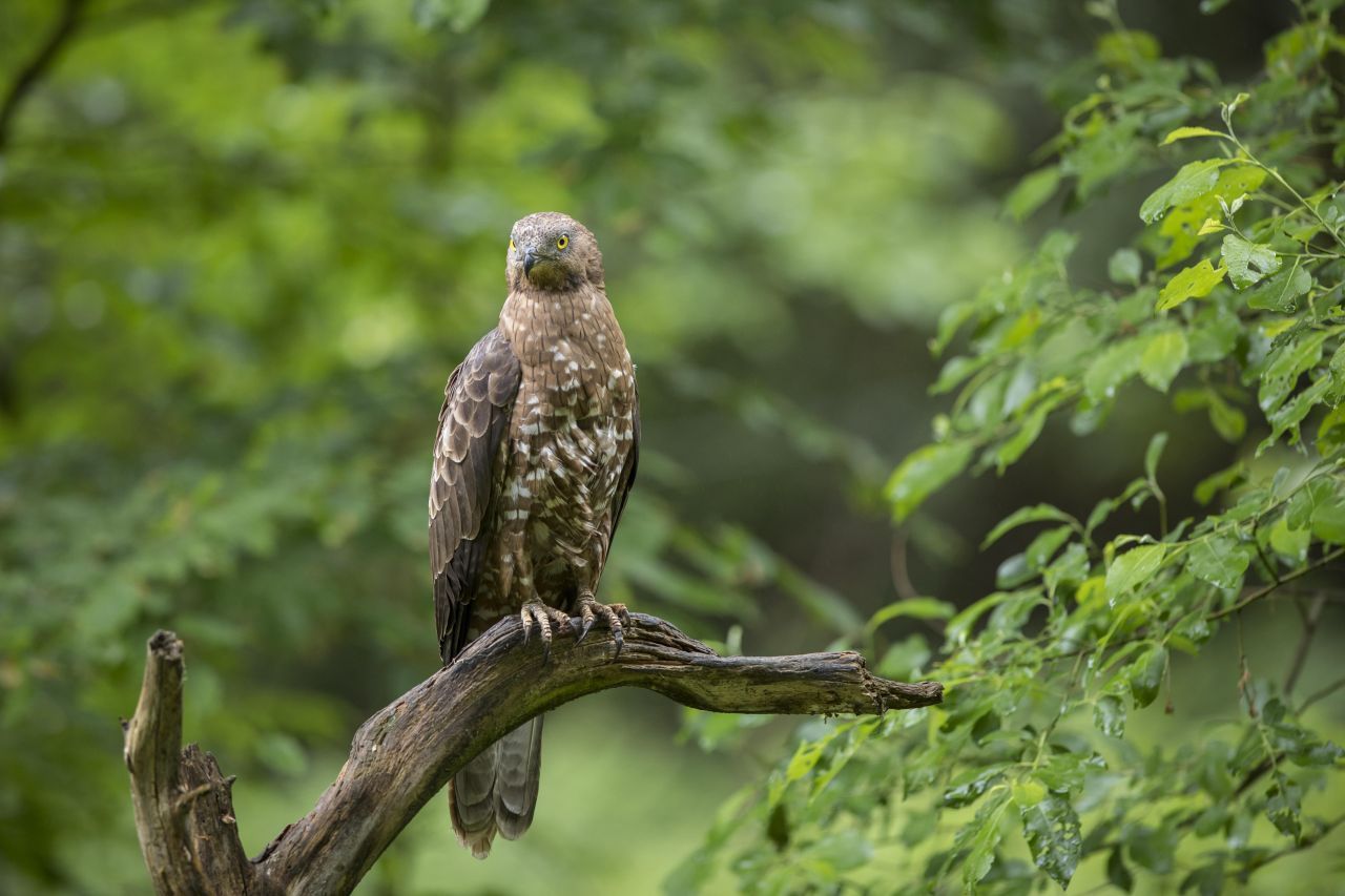 Den 5. Platz erhält der Wespenbussard. Der Greifvogel hat stark gebogene Krallen, die das optimale Werkzeug sind, um nach Wespenlarven im Boden zu graben.