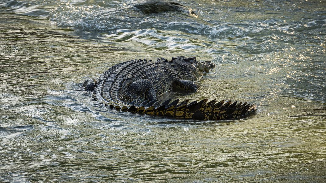 Durch das Hochwasser kommen die Krokodile immer näher an den Menschen (Symbolbild).