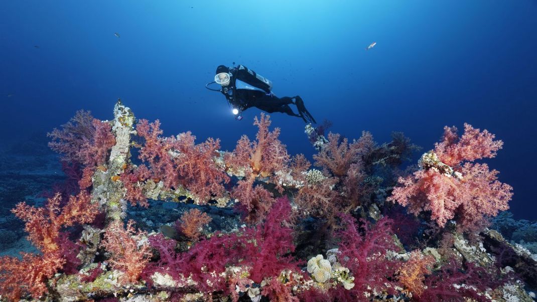 Der Finder des Münzschatzes vor der Küste Sardiniens lässt seine Entdeckung einfach auf dem Meeresgrund liegen - bewusst, denn Italien ist streng, was das eigenständige Bergen von Fundstücken im Meer betrifft.