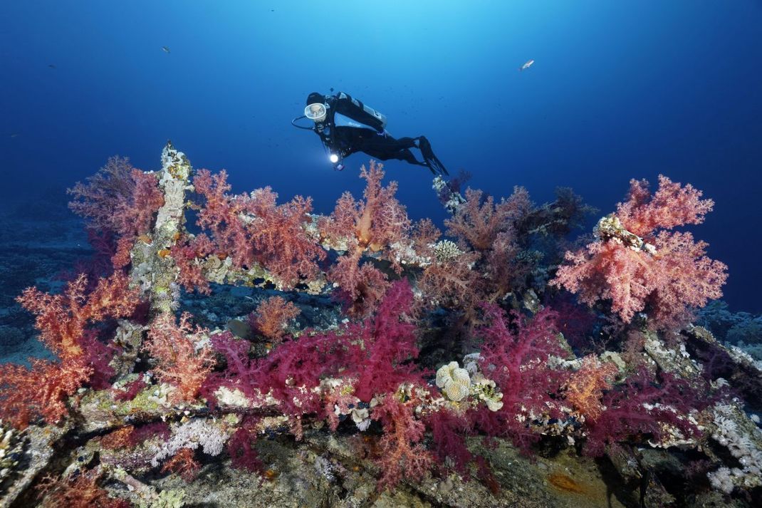 Bikini Inseln: Eine einzigartige Unterwasserwelt rundum das Bikini-Atoll ist ein MUSS für Taucher.