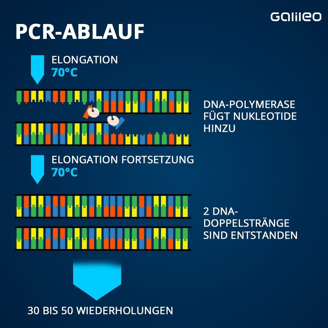 So funktioniert ein PCR-Test