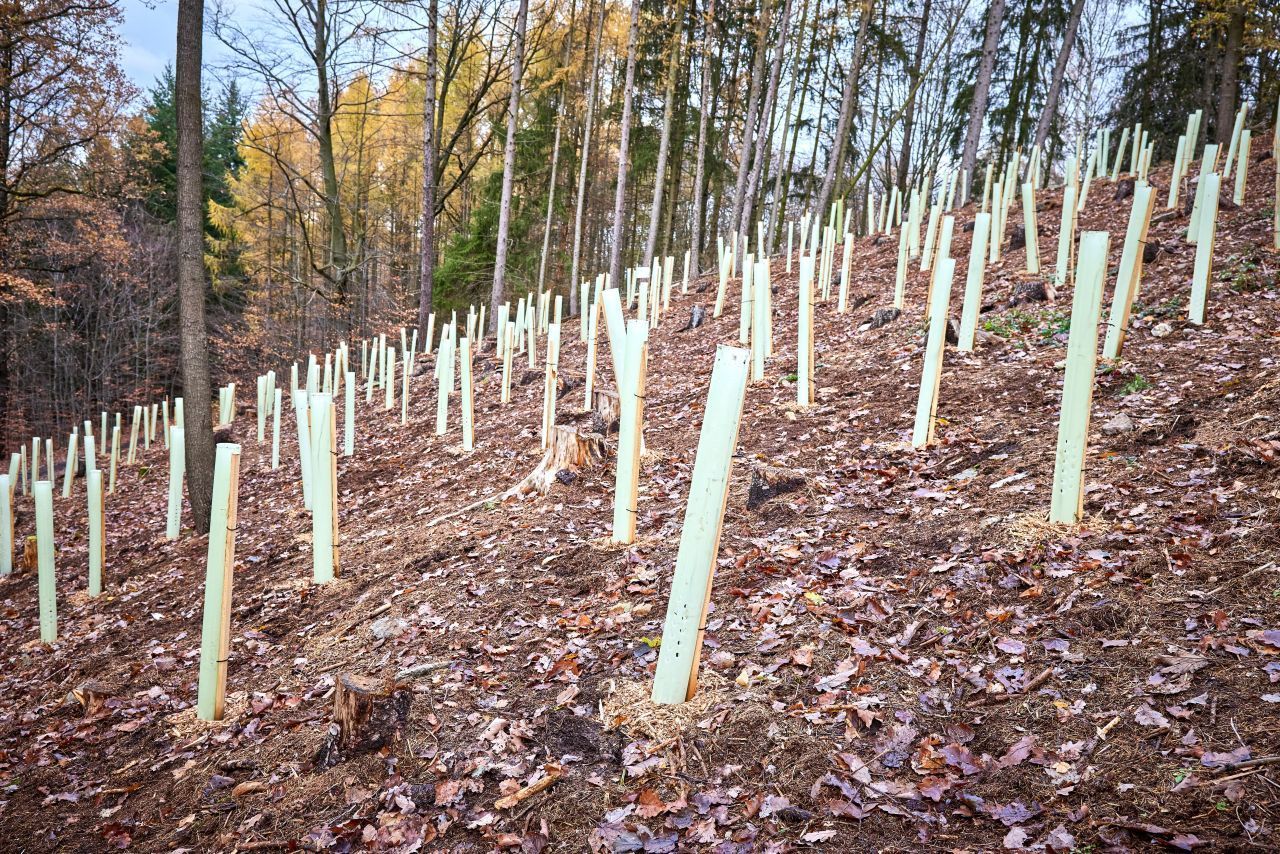 Die grünen Wuchshülsen schützen die jungen Bäume vor Verbiss von Wild und vor extremen Temperaturen. Sie sammeln Morgentau auf, den die Pflanzen dann als Feuchtigkeit zur Verfügung haben. 