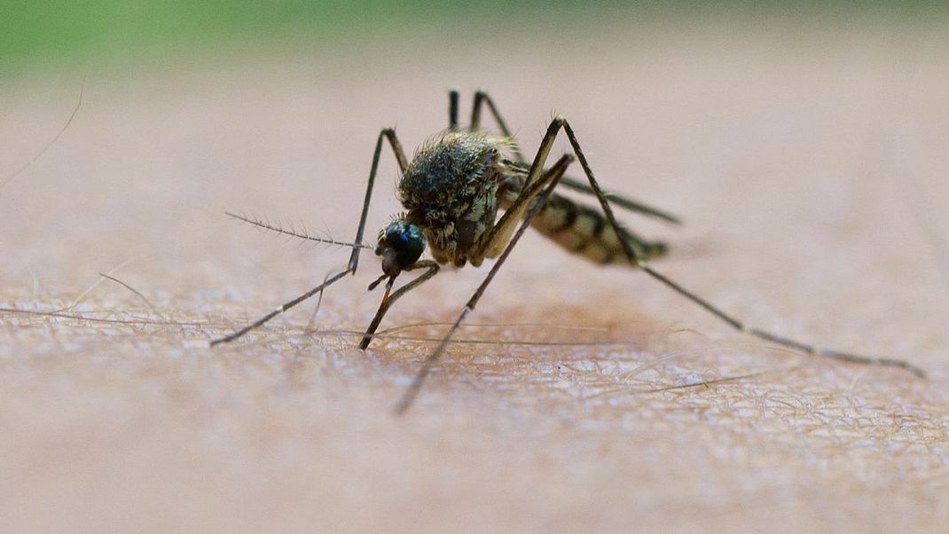 Stechmücken begünstigen die Ausbreitung des West-Nil-Virus – in Griechenland fordert es bereits Todesopfer.