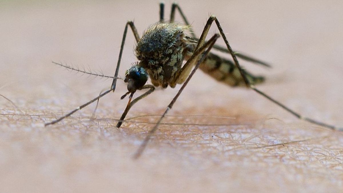 Stechmücken begünstigen die Ausbreitung des West-Nil-Virus – in Griechenland fordert es bereits Todesopfer.