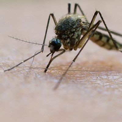 Stechmücken begünstigen die Ausbreitung des West-Nil-Virus – in Griechenland fordert es bereits Todesopfer.
