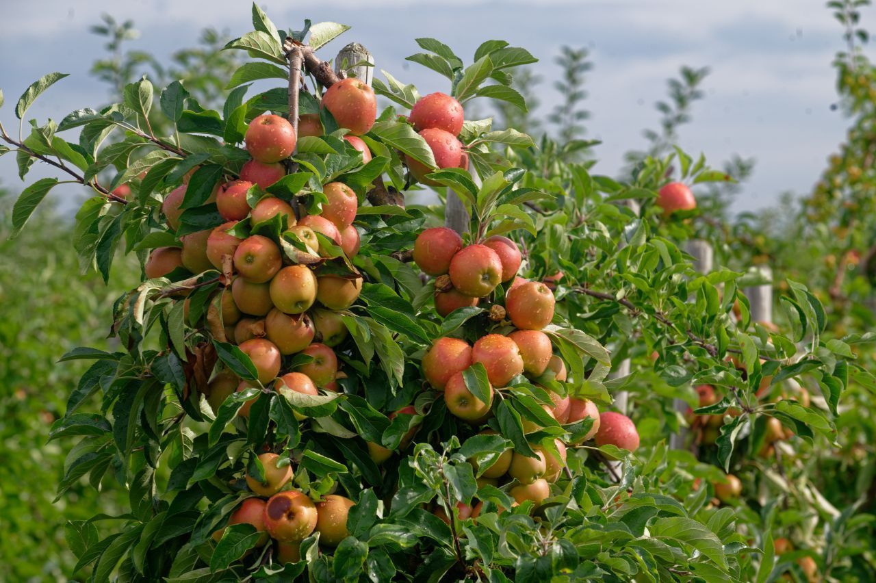 Apfelsaft ist langweilig? Dann press neben einem mittelgroßen Apfel auch eine große Zucchini, 1/4 Zitrone und ein bisschen Minze mit.