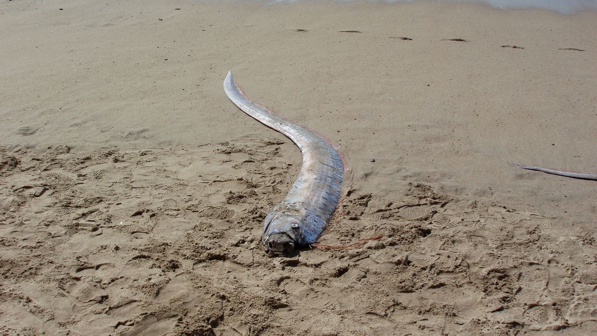 Symbolaufnahme: Sichtung eines toten Riemenfisches an der mexikanischen Küste.