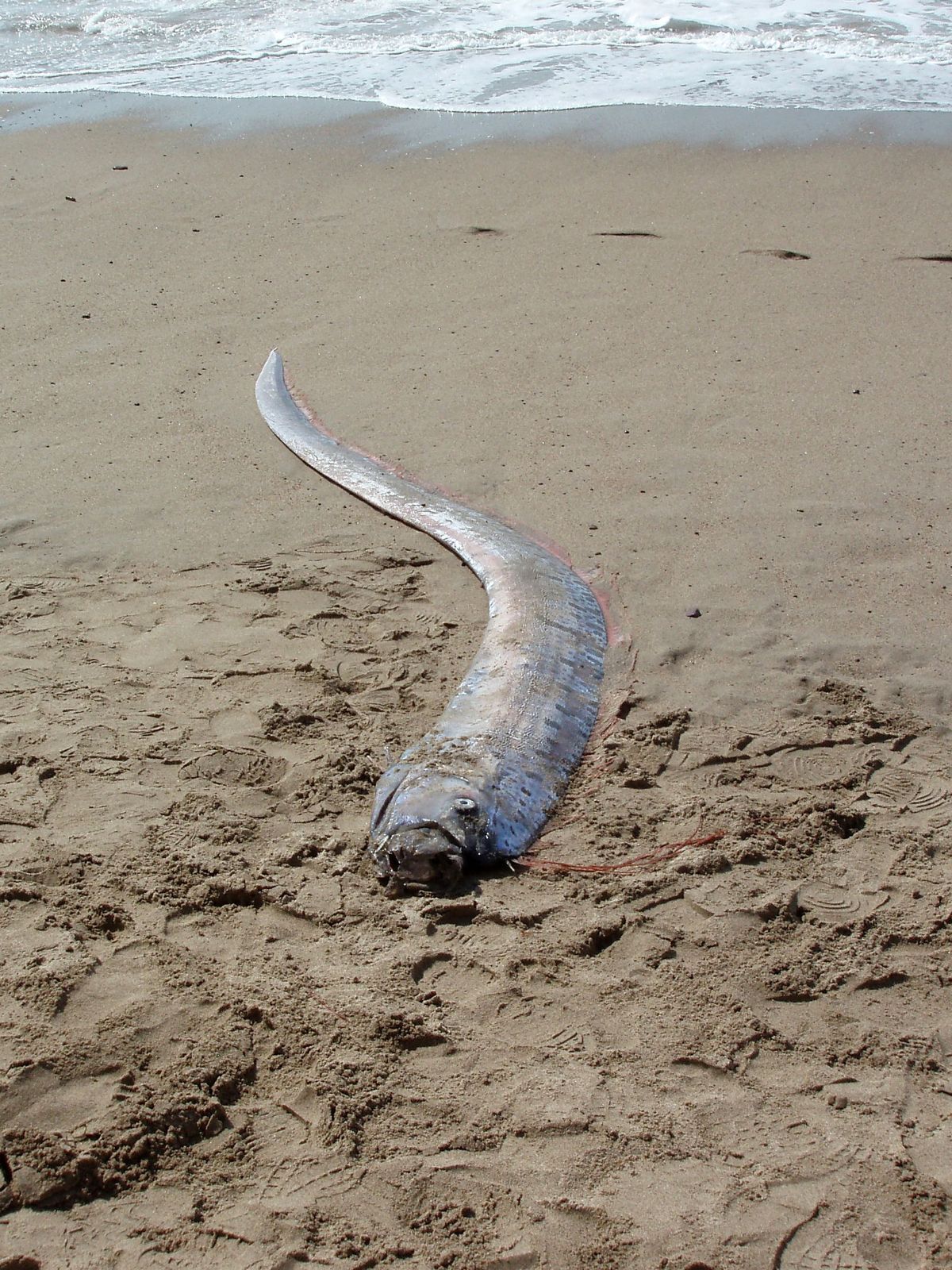 Symbolaufnahme: Sichtung eines toten Riemenfisches an der mexikanischen Küste.