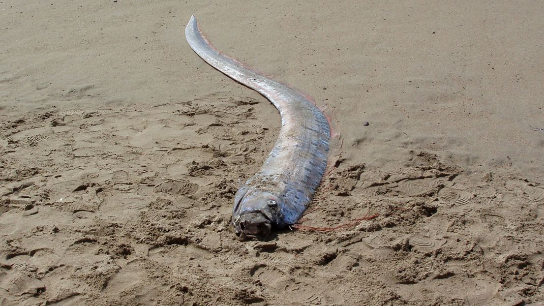 Sichtung eines toten Riemenfisches an der mexikanischen Küste. (Archivbild))