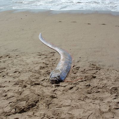 Symbolaufnahme: Sichtung eines toten Riemenfisches an der mexikanischen Küste.