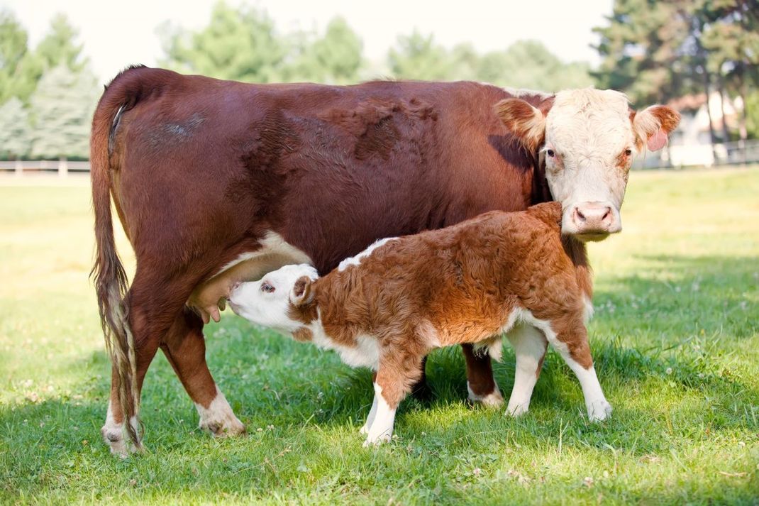 Wie bei den Kühen, vertragen auch wir Menschen als Babys Milch gut. Im Laufe des Lebens nimmt der Anteil an Laktase dann ab.