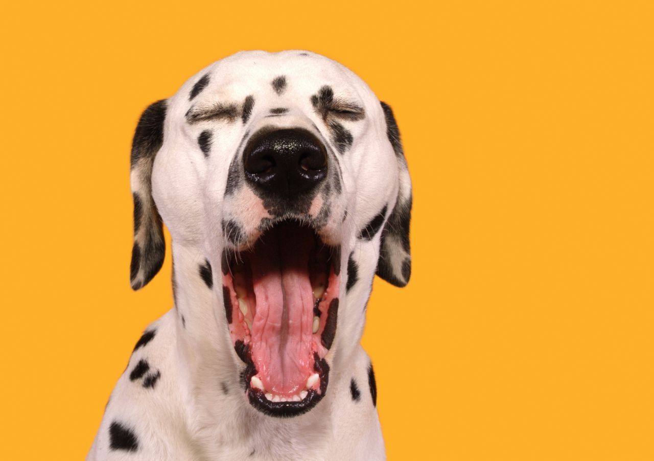 Willst du mit mir gähnen? Dann schnell. Bei Hunden dauert das Gähnen durchschnittlich 2,2 Sekunden.
