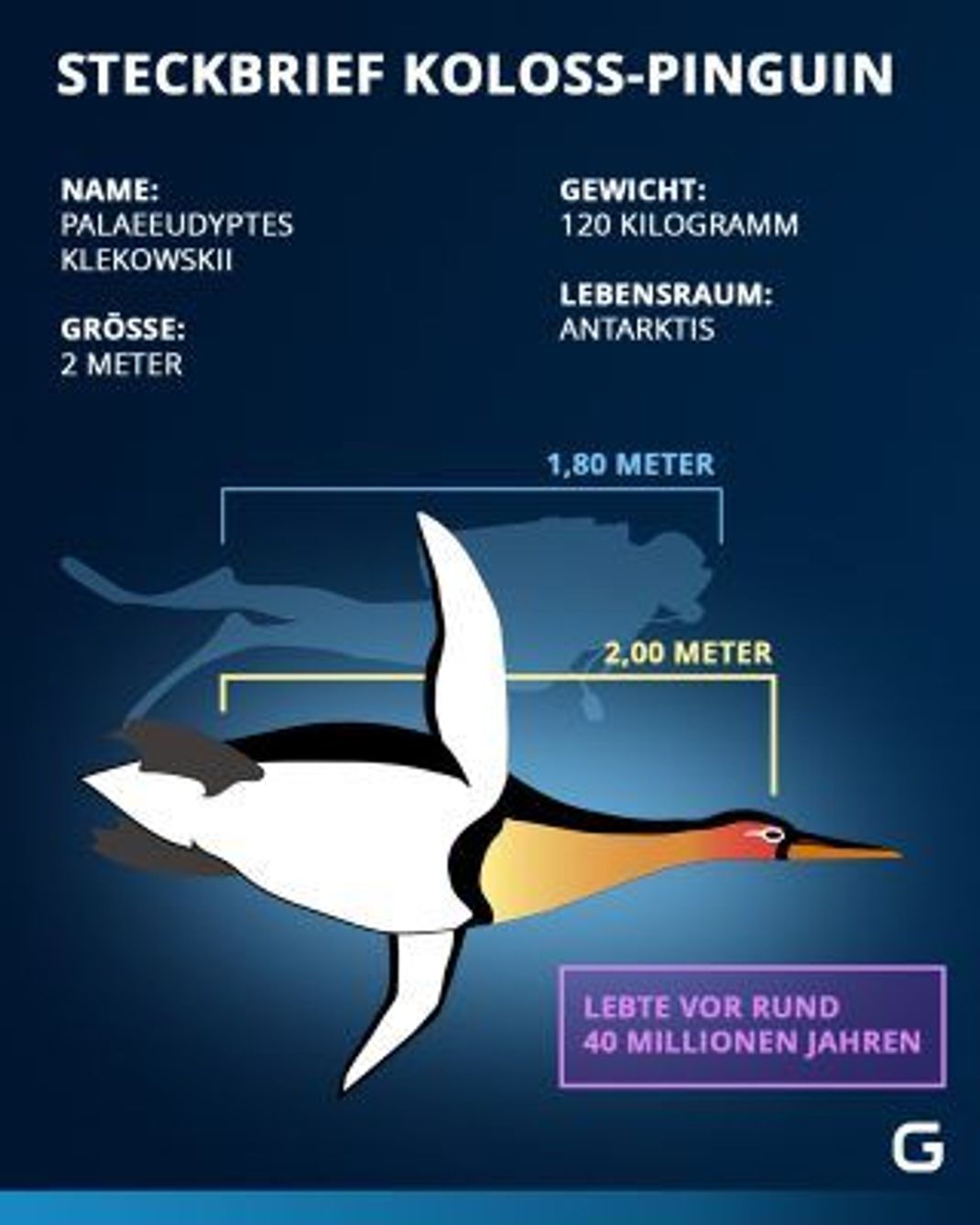 Wichtigste Punkte zum Urzeit-Pinguin