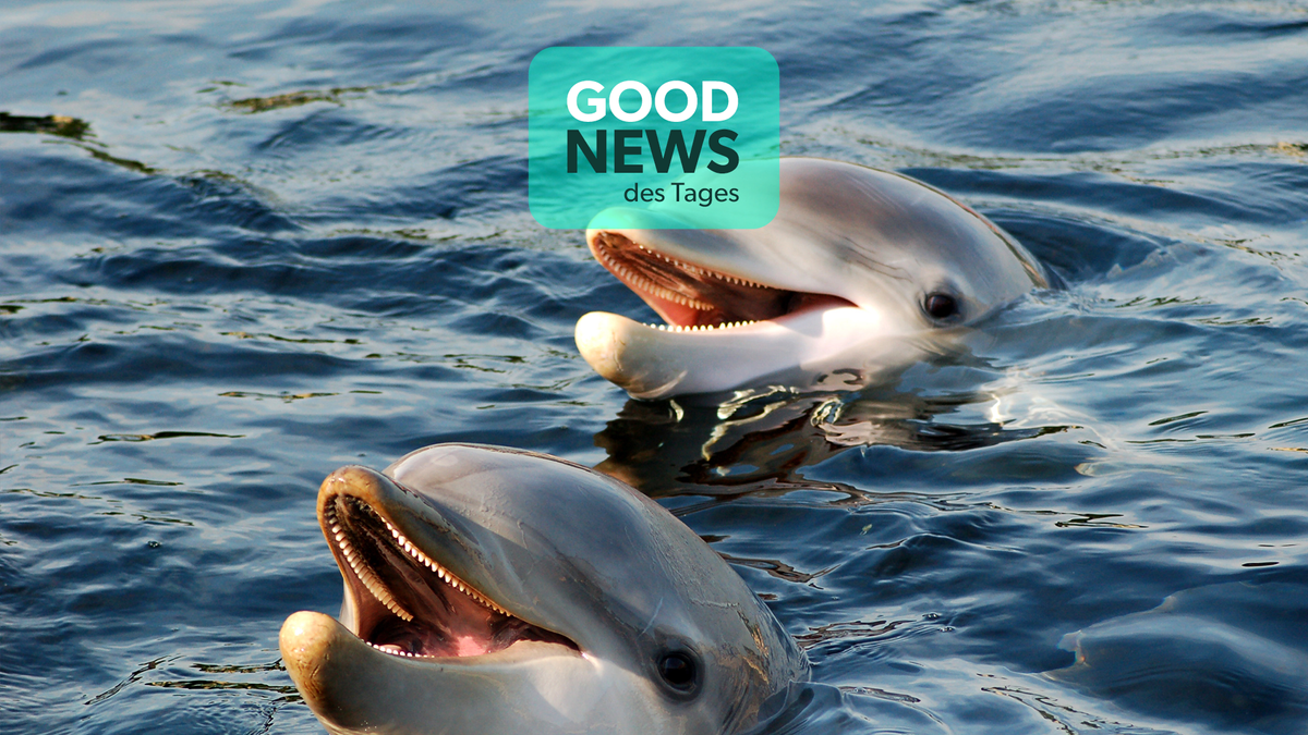 Frankreich schränkt Fischerei ein, um Wale und Delfine zu schützen