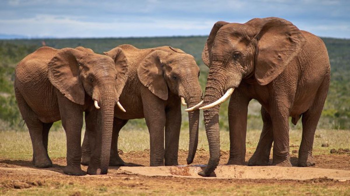 Artenschutz ist auch Klimaschutz: Wildtiere fördern gesunden Kohlenstoffkreislauf