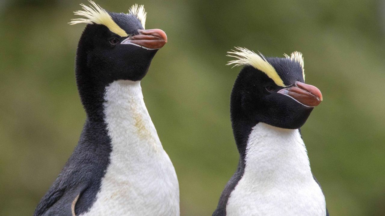 Ein Paar Kronen-Pinguine in Neuseeland, Antipodes Islands, Population: 150.000
