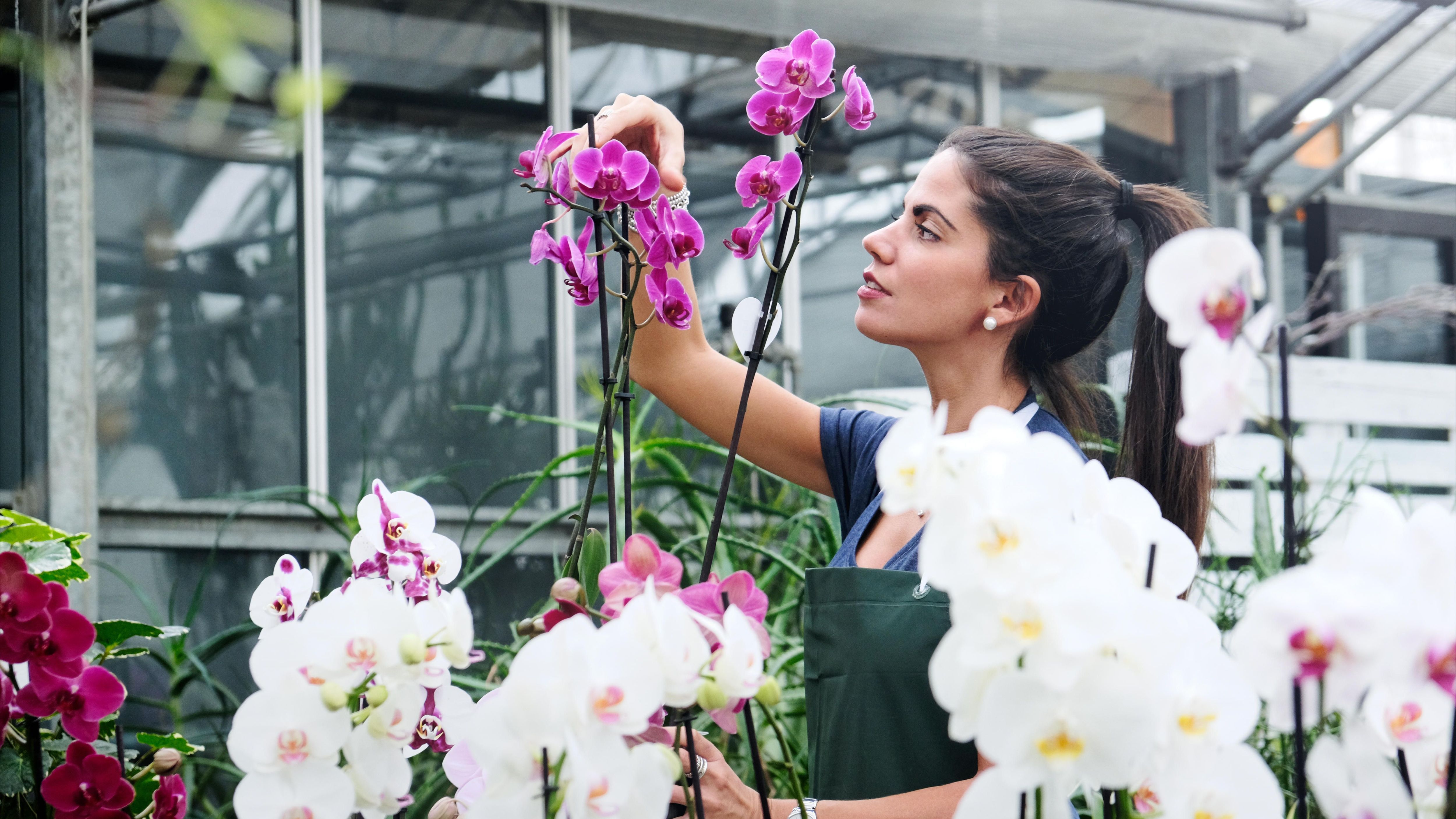Orchideen düngen Mit den natürlichen Düngern Kaffee und Schwarztee