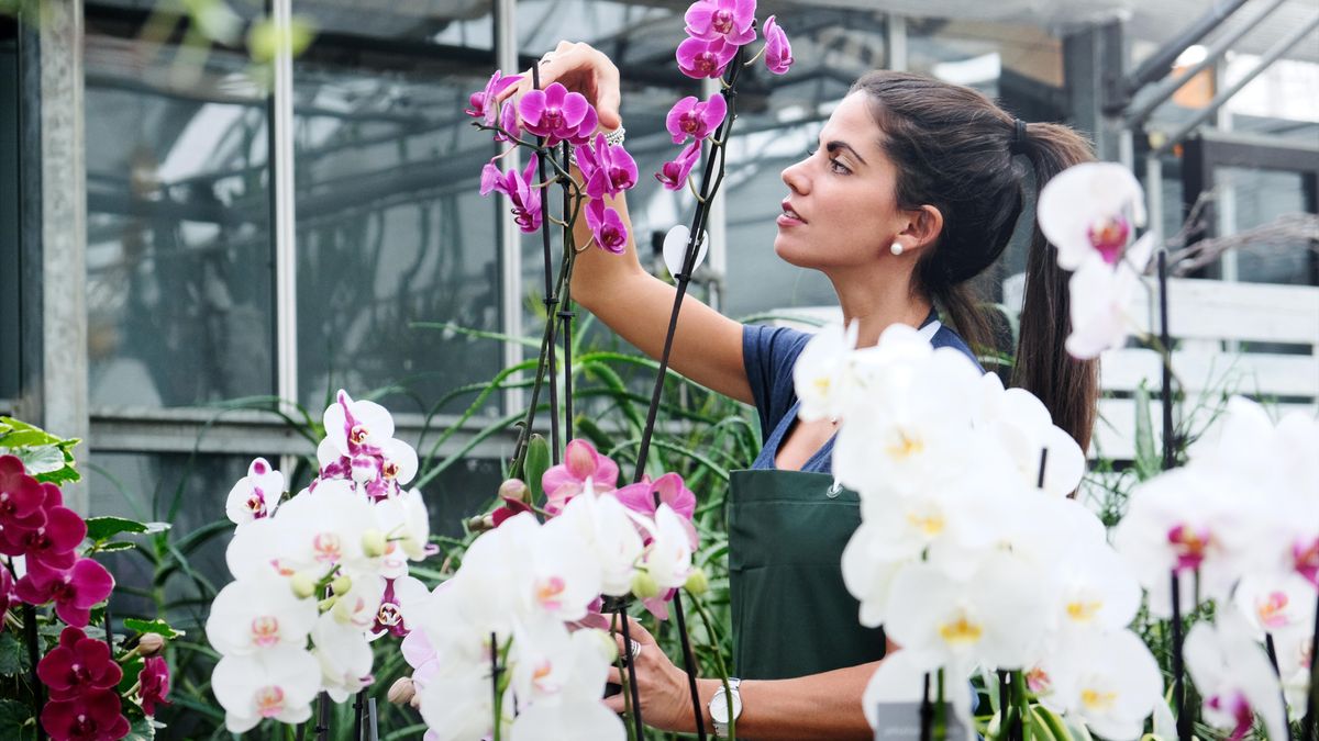 Orchideen richtig düngen