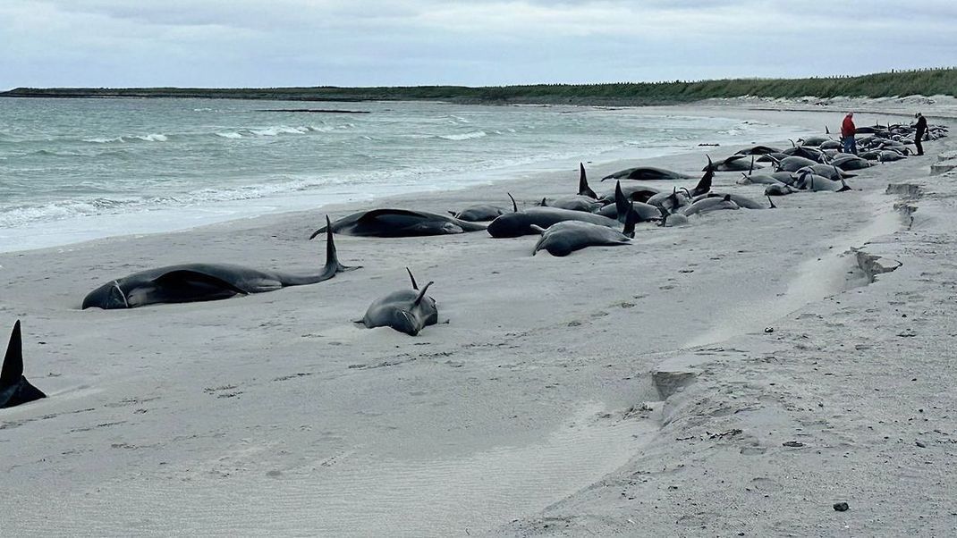 Dutzende Grindwale liegen auf einem Strand auf den schottischen Orkney-Inseln. 77 Grindwale sind gestrandet.