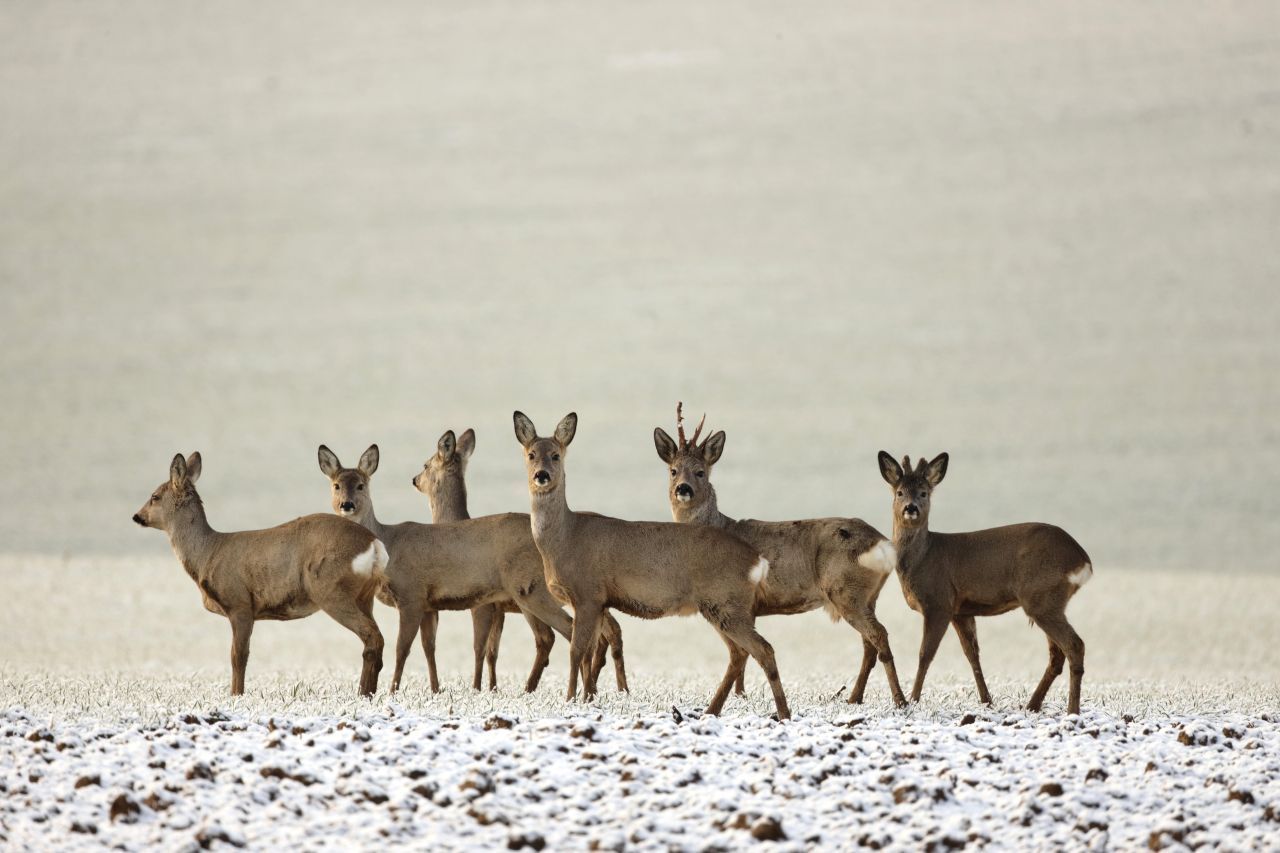 Rehe und Hirsche: Sie benötigen im Winter gar nicht so viel Futter, da sie ihren Stoffwechsel herunterfahren und dadurch weniger Energie verbrauchen. Die Fütterung von Wild ist umstritten, deshalb sollten sich Laien da gar nicht einmischen. Förster:innen füttern zu und füllen die Futterkrippen im Wald, sollte dies wirklich nötig sein. 