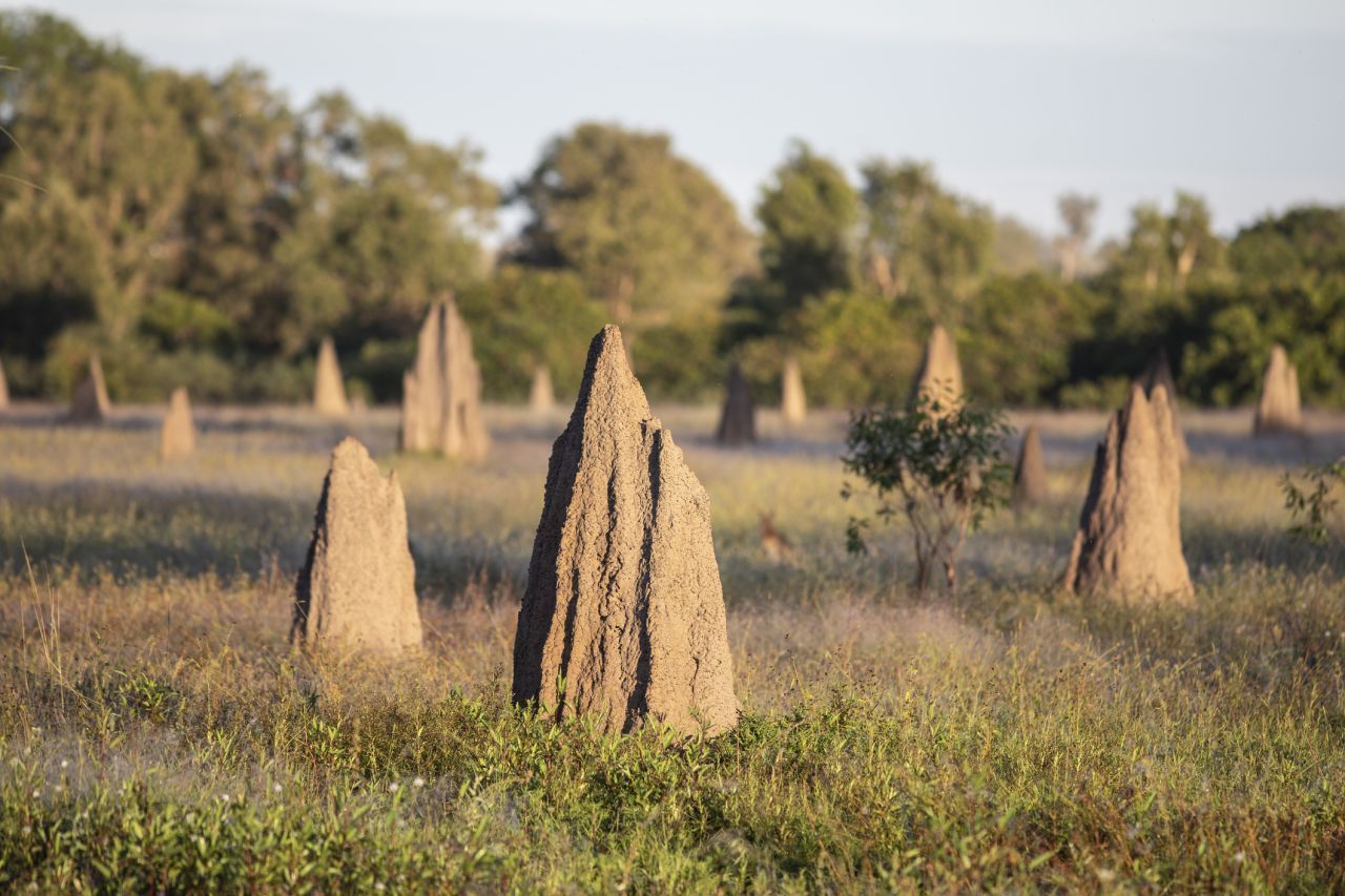 Diese Termiten-Türme in Australien sind an der Nord-Süd-Achse der Erde ausgerichtet. Die Insekten haben einen Sinn fürs Magnetfeld.
