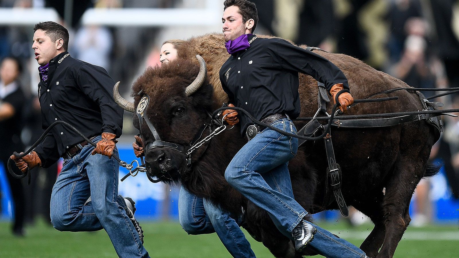 
                <strong>Ralphie the Buffalo (Colorado Buffaloes)</strong><br>
                In Boulder, Colorado, ist Ralphie the Buffalo zu Hause. Was wenig überraschend ist, schließlich firmiert das College unter dem Namen University of Buffalo. Bei dem Tier handelt es sich übrigens um ein Weibchen, weil diese kleiner und weniger aggressiv sind als ihre männlichen Pendants. Auf dem Feld wird Ralphie von fünf Pflegern begleitet, wenn sie vor jeder Spielhälfte ihren Parcours in Hufeisenform zurücklegt. 1934 machte ein Kalb, für das eine Studentengruppe 25 Dollar zahlte, den Anfang. Doch erst 1966 legte sich das College ein ständiges Maskottchen zu, seither gab es sechs Ralphies. Das aktuell aktive Bison ist also Ralphie VI, welches seit 2022 im Einsatz ist.
              