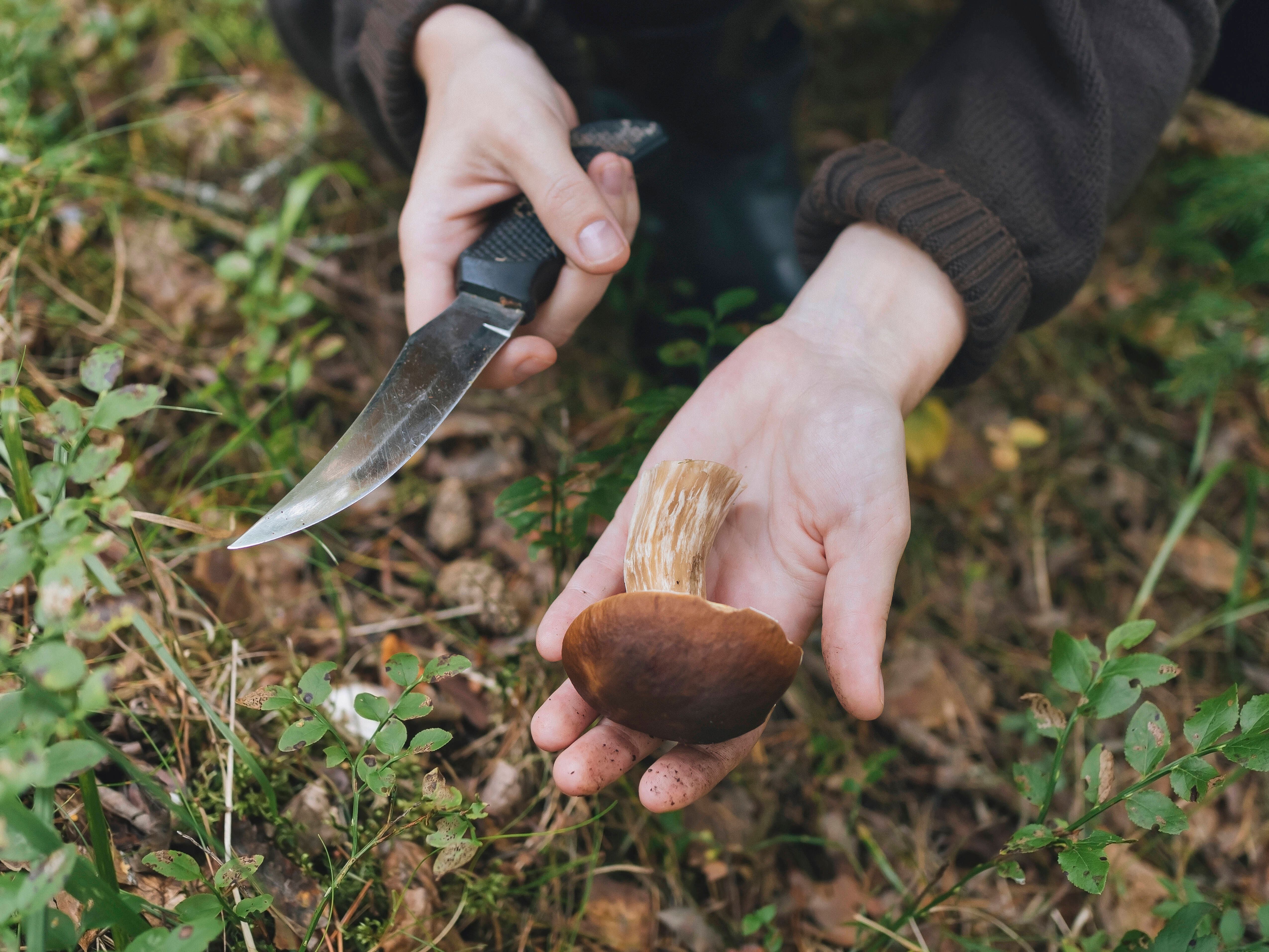 Pilze immer in Bodennähe mit einem Messer abschneiden, nicht außreißen.