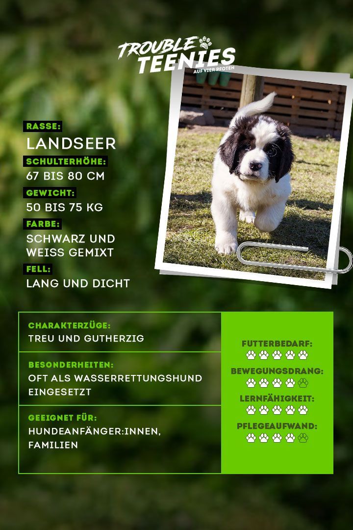 Zuverlässig und familienfreundlich: Der Landseer im Check