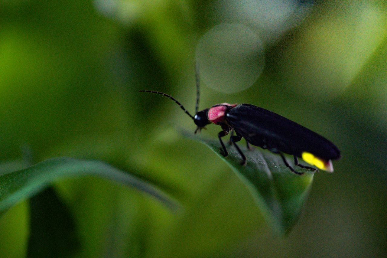 Leuchtkäfer: Ihr Blinken ist nicht nur für Menschen faszinierend, sondern hat einen echten Nutzen. Wenn das Hinterteil der Käfer leuchtet, tauschen sich so Männchen und Weibchen bei der Partnersuche aus.