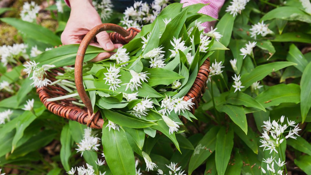 Frühlingshafte Delikatesse: So erkennst du Bärlauch, sammelst ihn sicher und bereitest ihn richtig zu - Tipps für alle, die sich an der Wildpflanze versuchen möchten.