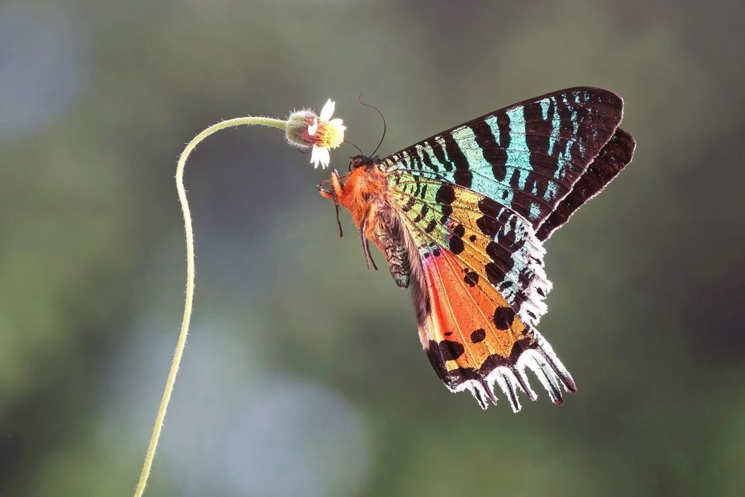 Der Regenbogen-Falter aus Madagaskar beeindruckt mit seinen schillernden Farben.