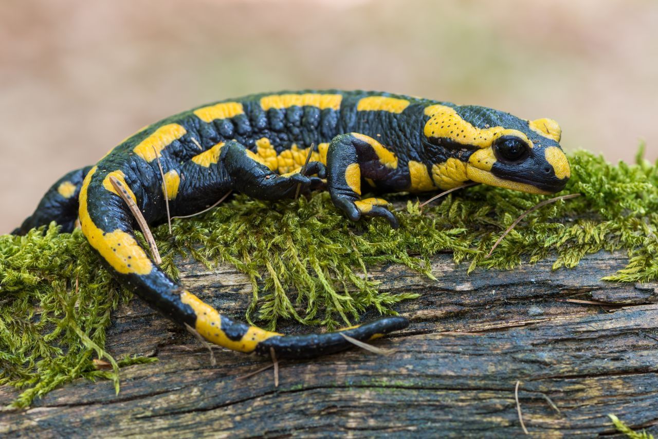 Man würde ihn sofort erkennen: Der schwarz glänzende Feuersalamander, der bis zu 20 Zentimeter lang wird, trägt auf seinem Rücken ein Muster aus gelben Flecken und Streifen. Er tummelt sich bevorzugt in Laub- und Mischwäldern mit Quell-Bächen und -Tümpeln, doch Menschen bekommen ihn eher selten zu Gesicht. Tagsüber verstecken sich die Schwanzlurche meist, erst nachts machen sie Jagd auf Nacktschnecken, Regenwürmer, Spinnen un