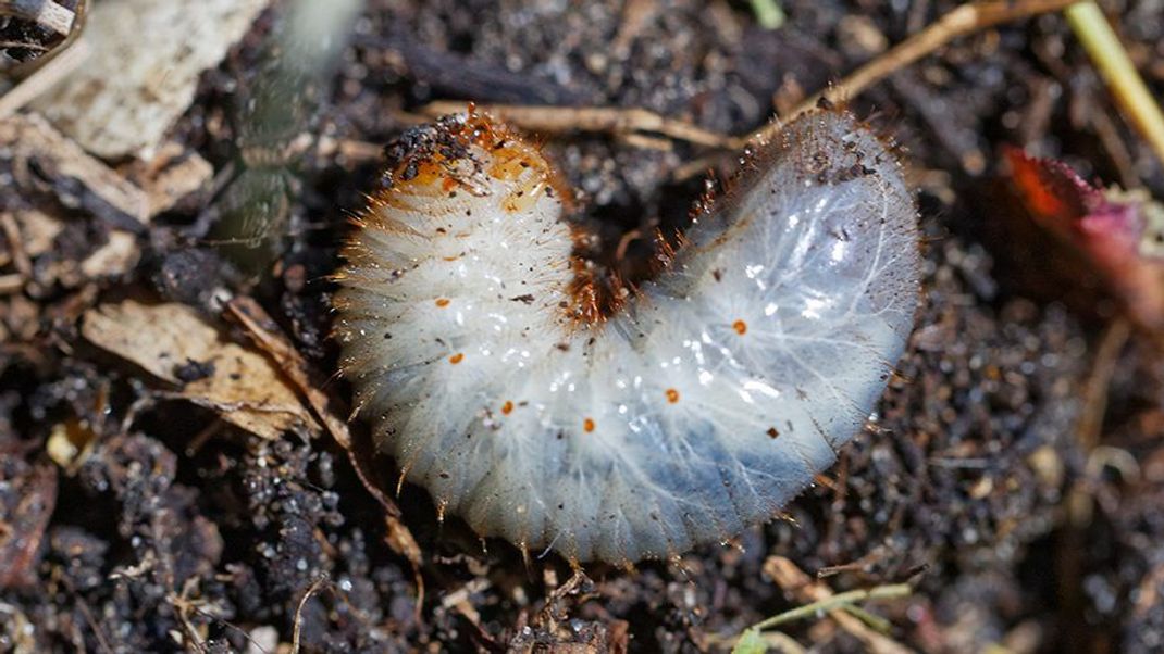 Rosenkäferlarven sind besonders wertvoll für den Komposthaufen.