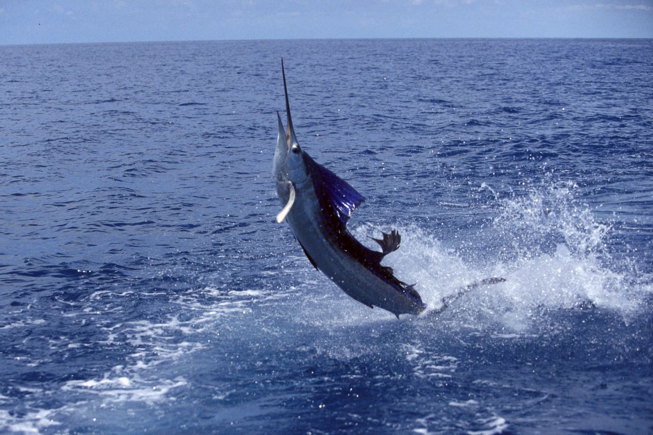 Segelfisch: Auch Fächerfisch genannt, ist er der schnellste Fisch der Welt. Unter Wasser bringt er es auf bis zu 110 Stundenkilometer. Das entspricht ungefähr einem Torpedo. Manchmal wird auch der Schwarze Marlin als Sieger genannt. Seine Geschwindigkeit soll vereinzelt mit 130 km/h gemessen worden sein. Er gehört zur gleichen Familie. 
