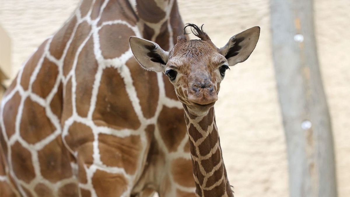 Giraffenbaby im Zoo Karlsruhe geboren