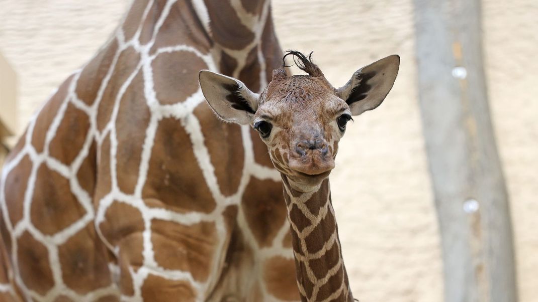 Der Karlsruher Zoo kann sich über Nachwuchs freuen.