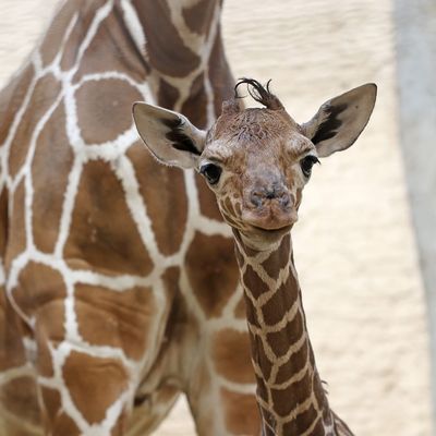 Giraffenbaby im Zoo Karlsruhe geboren