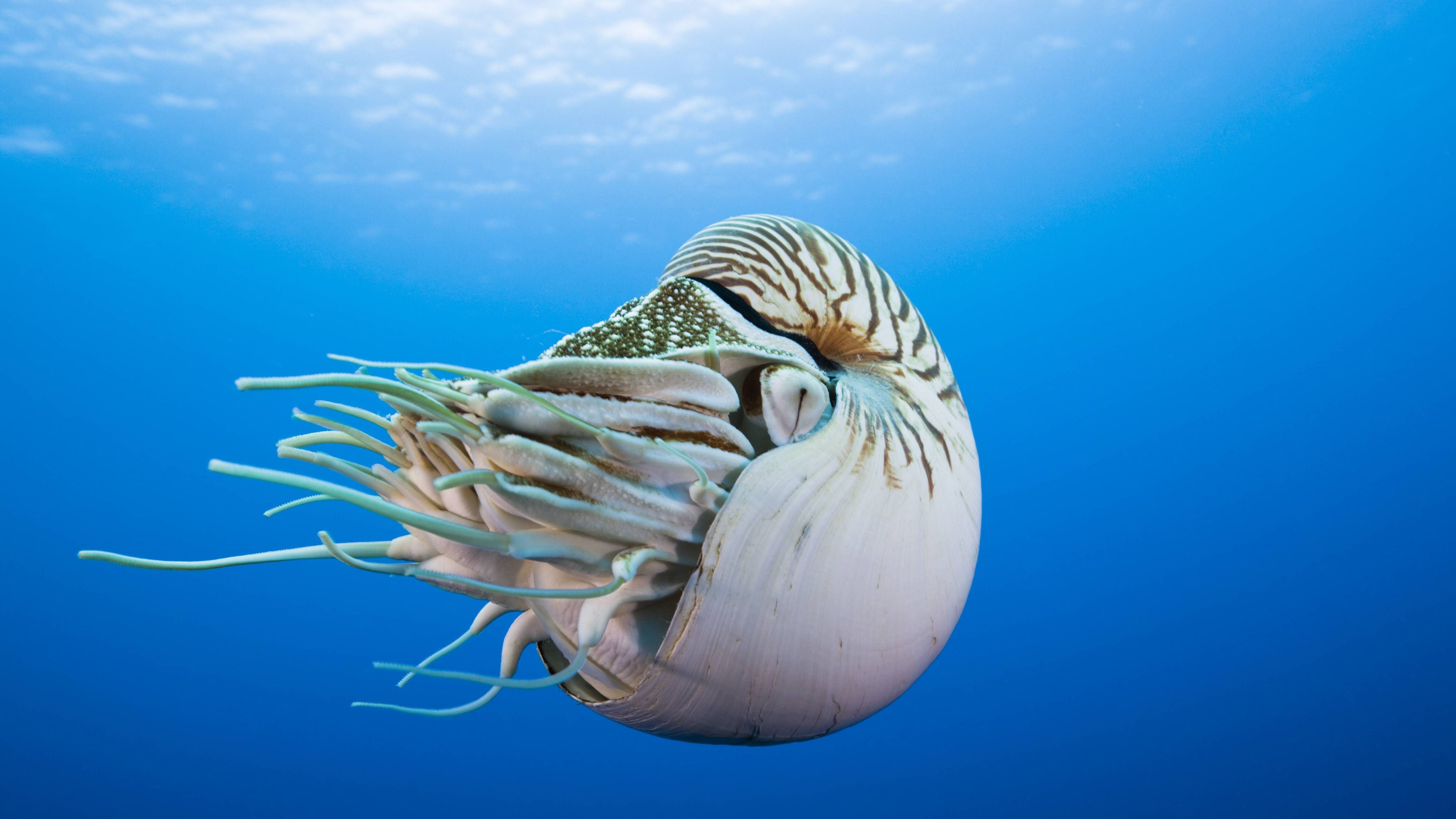 Noch heute schwimmen lebende Fossilien im Pazifik – zum Beispiel Nautiliden. Das sind uralte Kopffüßler, die bereits vor knapp 500 Millionen Jahren existierten. Im Vergleich zu modernen Kopffüßlern wie Tintenfischen oder Kraken behielten sie ihre urzeitliche Form. Ihre steinernen Fossilien aus den Ur-Meeren unterscheiden sich kaum von den heutigen Ozeanbewohnern...