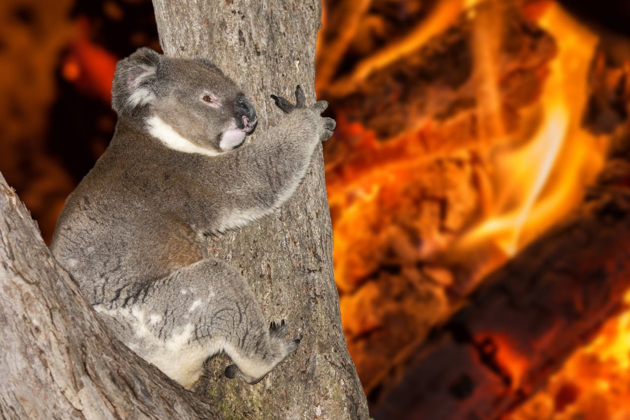 Koalas fliehen nicht vor Feuer. Sie rollen sich im Baum zusammen und halten sich fest. Die australischen Beuteltiere sind besonders bedroht von den Bränden.