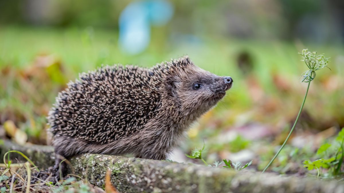 Junger Igel auf Nahrungssuche 432818713