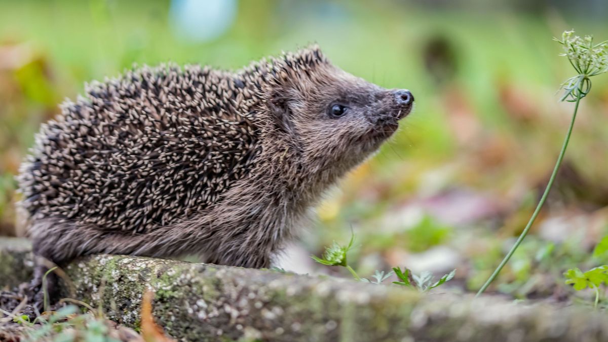 Junger Igel auf Nahrungssuche 432818713