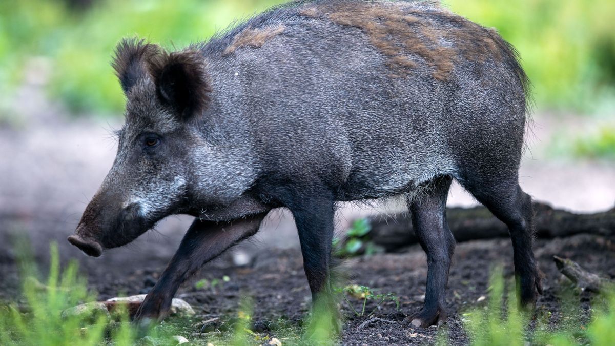Im Landkreis Groß-Gerau ist erstmals in Hessen ein Wildschwein positiv auf die Afrikanische Schweinepest (ASP) getestet worden. (Symbolbild)