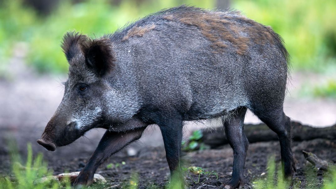 Für Menschen und andere Tierarten ist die Krankheit nicht ansteckend oder gefährlich.(Symbolbild)