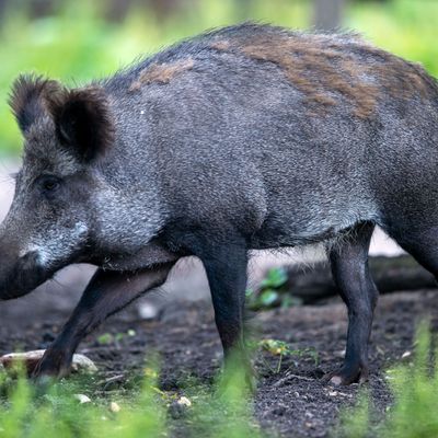 Im Landkreis Groß-Gerau ist erstmals in Hessen ein Wildschwein positiv auf die Afrikanische Schweinepest (ASP) getestet worden. (Symbolbild)