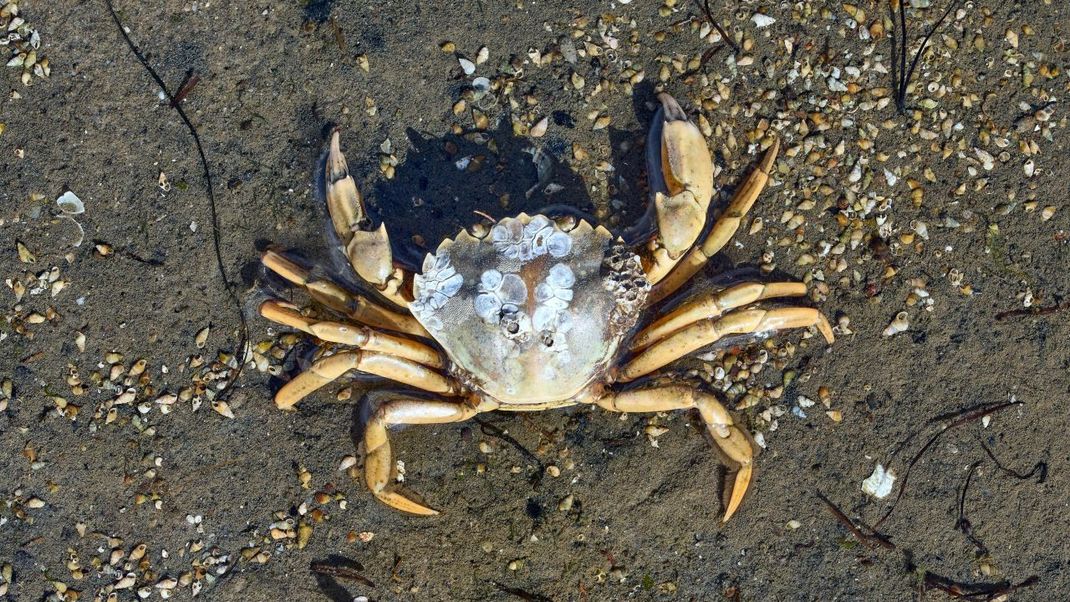 Die Strandkrabbe: Gut sieben Zentimeter lang und acht Zentimeter breit, ist die Strandkrabbe eher ein gedrungenes Tier. Ihre Beine sind sehr nahe beieinander angeordnet. Muss sie schnell fliehen, entscheidet sie sich daher gerne für den Seitwärtsgang. So stolpert sie nicht über ihre eigenen Beine. Zwei der Beine, das vorderste Paar, haben sich im Laufe der Evolution sogar zu Scheren umgebildet.